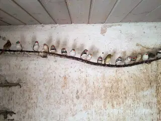 Zebrafinker
