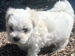 Malteser/shih Tzu hvalp