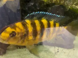 Humlebi Cichlide (Maylandia Crabro)