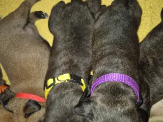 Staffordshire bull terrier