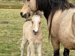 MINI irish cob hoppeføl 