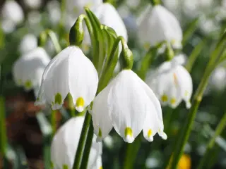 Sommer Hvidblomme “Leucojum aestivum”
