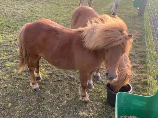 Shetlandshoppe