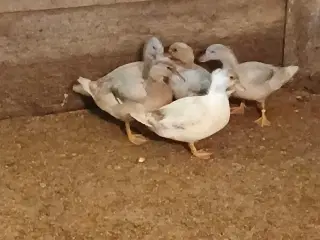 ællinger af Mignon ænder