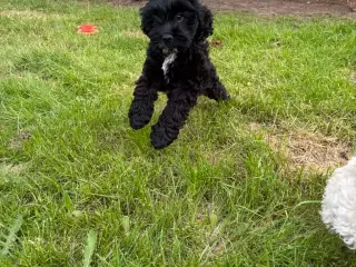cockapoo tæve