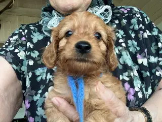 Cavapoo f2 kennel malekits
