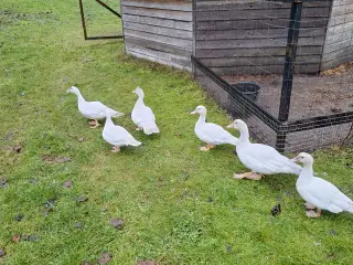 Moskusænder til salg