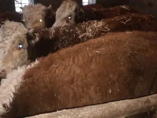 Herefordkalve fra forår 25  (RESERVERET)