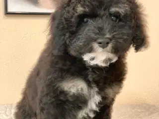 Cavapoo babyer må rejse nu