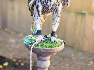 0.1 SakerFalk sælges 