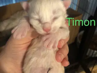 Maine coon killinger unden travle 