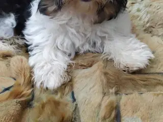 Yorks Terrier Biewer