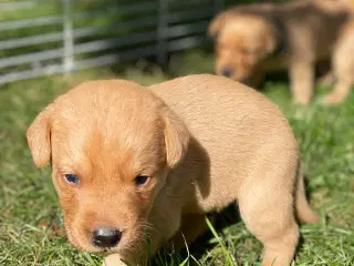 Labrador formel 1 hvalp, Foxred