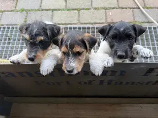 Jack Russel sælges 
