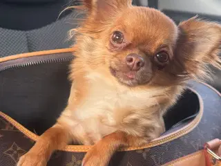 Kærligt hjem søges til Coco 🐾🐶