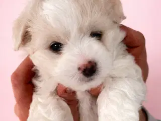 Coton De Tulear FYN