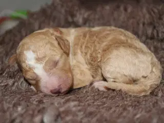 Springerdoodle hvalpe