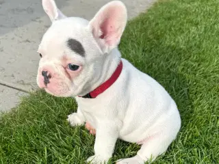 Fransk bulldog hvalpe