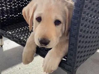 Lys labrador 2.5 år tilbydes til avl 