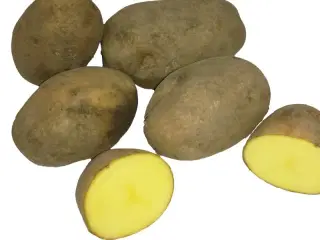 Sættekartofler /Læggekartofler