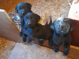 Søde sorte Labrador hvalpe, 2 hanner og 1 tæve.