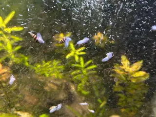 🐚 Helena-snegle Premium – 10 stk. | Sendes GLS