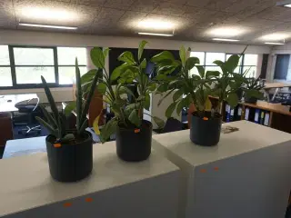 3 stk. planter