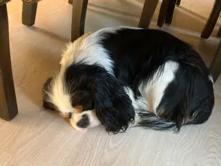 Cavalier king  Charles  