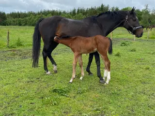 Skovturs hest med føl