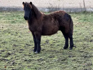 Shetlands hingsteføl