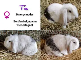 Sødeste hun kanin sgr nyt hjem