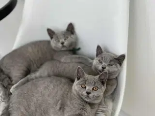 Skønne British katte 