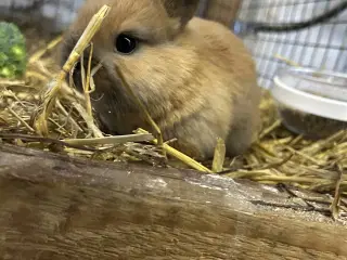 Smukke hermelin unger 