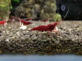 Kardinalreje - Caridina Dennerli 