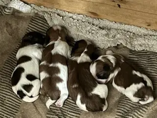Shih Tzu (boomer) hvalpe