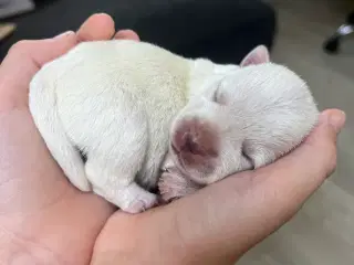 West highland White terrier