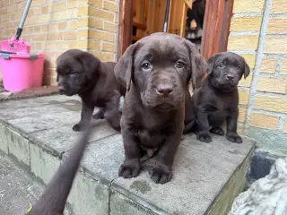 3 brune labrador hvalpe