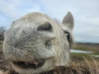 💜 Lille Benny Bomstærk søger sit menneske.  