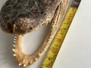Alligator hoved 