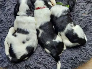 Ft springer spaniel hvalpe, stambogsførte