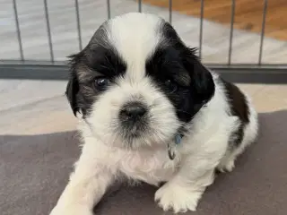 Shih Tzu hvalpe 