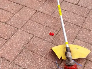 Buskrydder