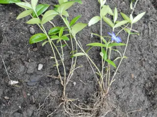 Bunddække. Vinca