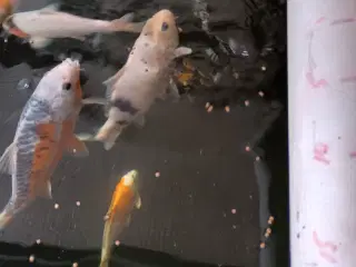 Koi Karper