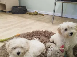 Coton poo hvalpe