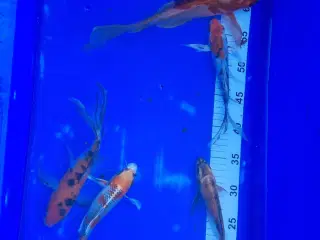 Butterfly koi 