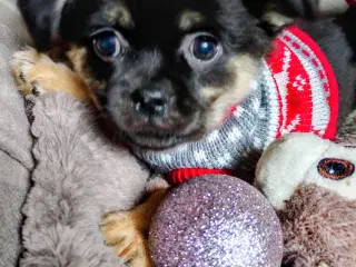 Dejlige små race blandings hvalpe 