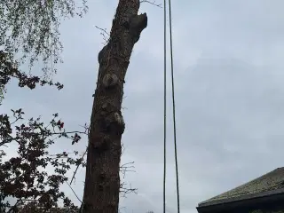 Træfældning 