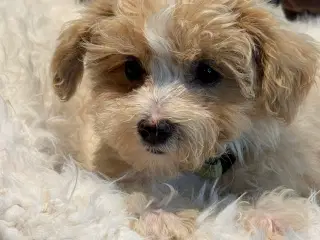 Maltipoo  Rejseklar  ❤️🐾