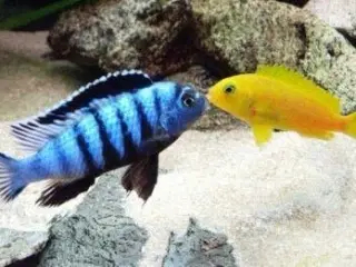 Pseudotropheus saulosi (Malawi Cichlider)